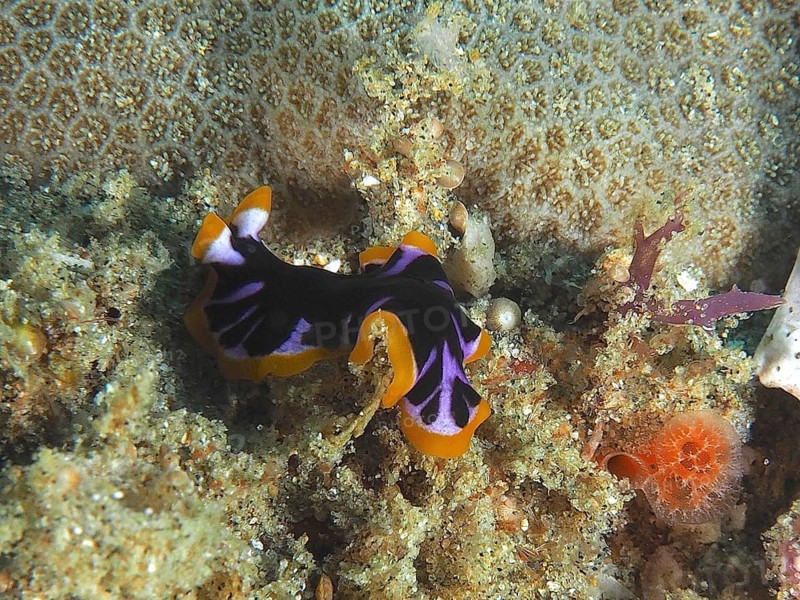 A colourful flatworm with purple and orange patterns, the yellow-and-black swirlworm (Pseudoceros), in the reef at the Sodwana Bay National Park dive site, Maputaland Marine Reserve, KwaZulu-Natal, South Africa