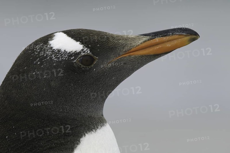 Gentoo Penguin (Pygoscelis papua), Falkland Islands
