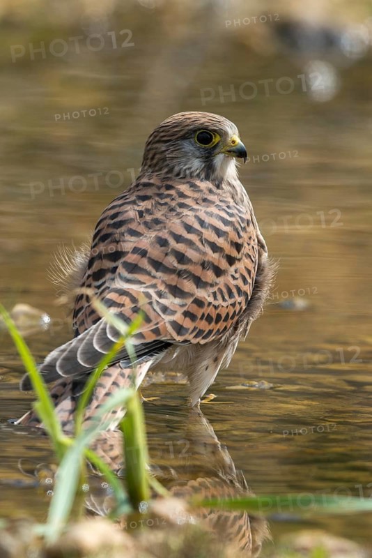 Falco tinnunculus, Common Kestrel, kestrel, bath, bird bath, birds, falcon, falconiformes, falcons, birds of prey, hawk, high size, portrait format, raptors, drinking, birdbath, birds, watering place