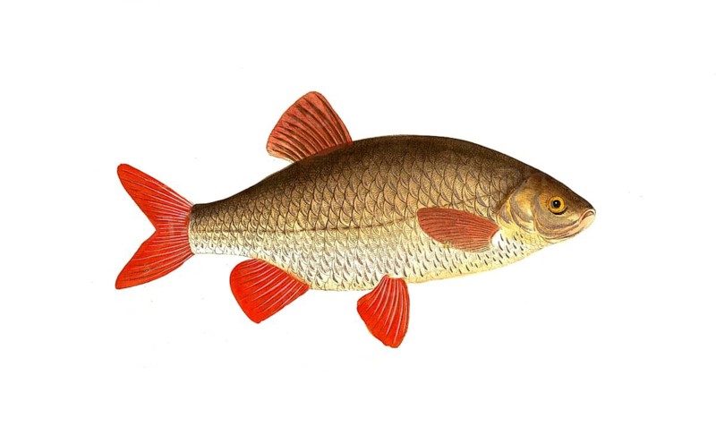 Fish, Fish, Genus of carp fish, Cyprinus erythrophthalmus, Scardinius erythrophthalmus, Rudd, Common roach, Common rudd, Historical, digitally restored reproduction from a 19th century original, Record date not stated