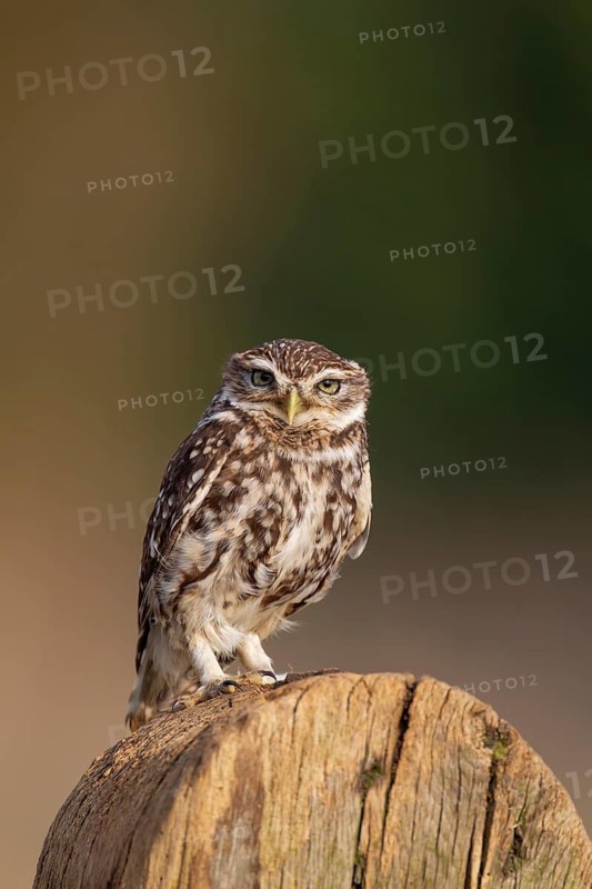 Little owl (Athene noctua) adult bird on a wooden post, England, United Kingdom