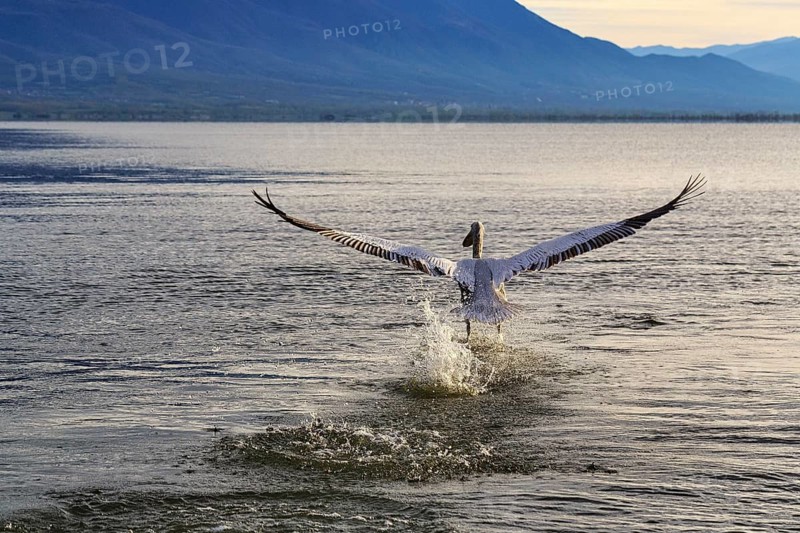 Dalmatian Pelican (Pelecanus crispus) flying off, Lake Kerkini, Lake Kerkini, Central Macedonia, Greece