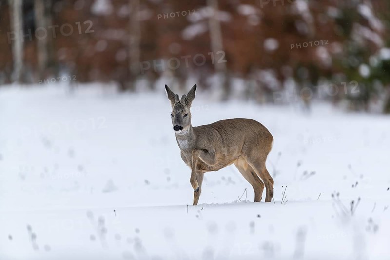 One young male Roe Deer, Roe buck (Capreolus capreolus), walking over a snowy meadow. Trees in the background