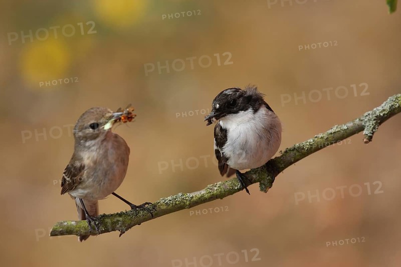 European Pied Flycatcher (Ficedula hypoleuca), Lower Saxony, Germany