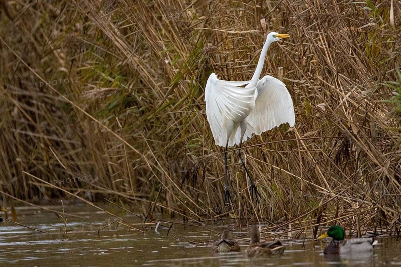 Great White Egret (Egretta alba) Germany