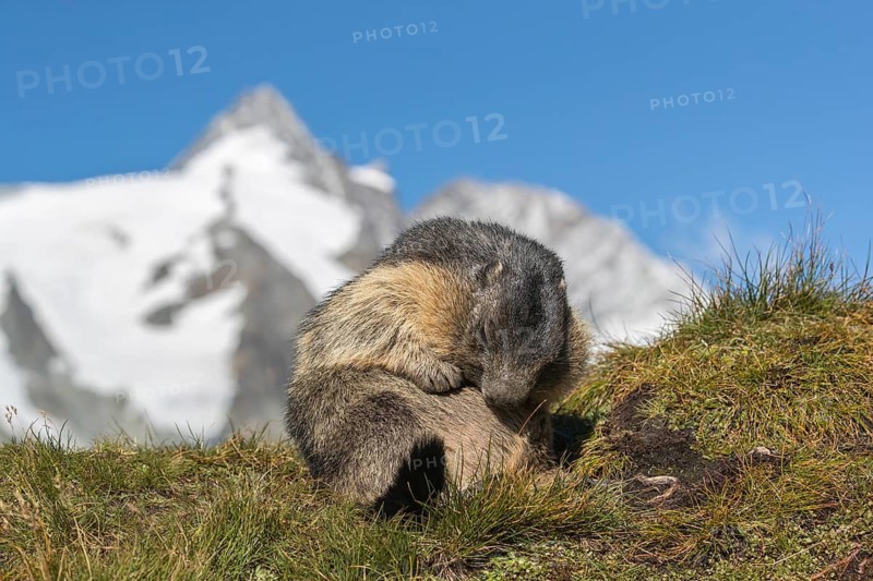 One adult Alpine Marmot, Marmota marmota, sitting on green grass. Grooming himself. Clear blue sky and Grossglockner mountain in the background. Grossglockner high alpine road, Hohe Tauern National Park