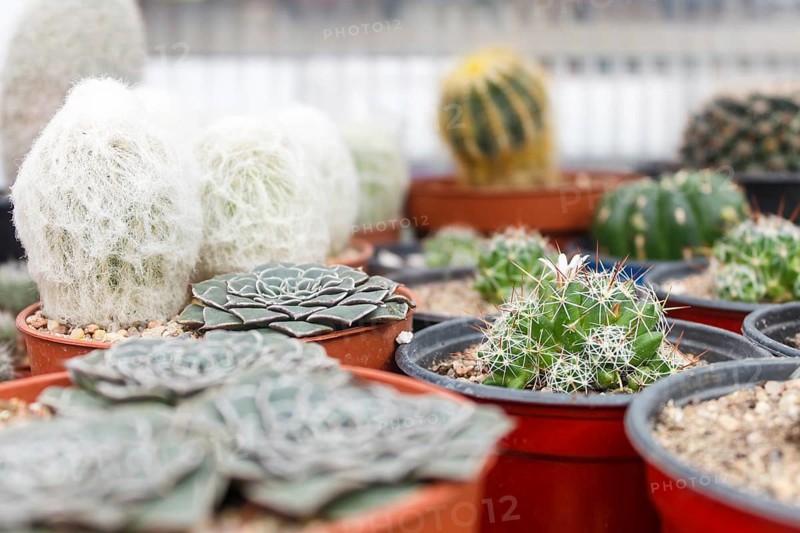 Various types of succulent in flower pots in the greenhouse. Closeup, selective focus