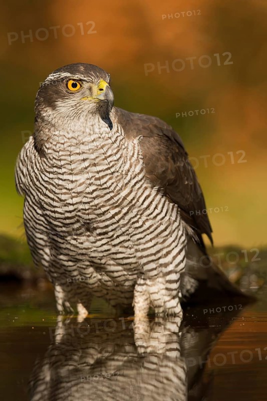 Northern Goshawk (Accipiter gentilis) male, Utrecht, Netherlands