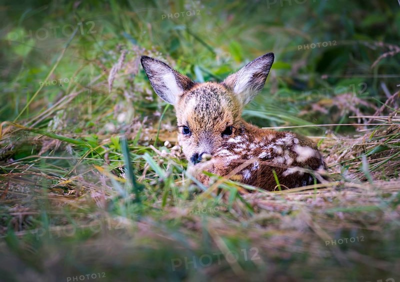 Fawn (Capreolus capreolus) lying in tall grass, Zurich, Switzerland