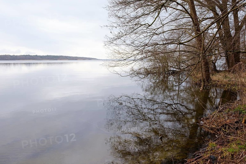 Reflecting trees at Lake Müritz, Müritz National Park, Mecklenburg Lake District, Mecklenburg, Mecklenburg-Vorpommern, Germany