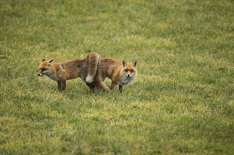 Fox (Vulpes vulpes) Ranz on the meadow, Allgäu, Bavaria, Germany, Allgäu, Bavaria, Germany