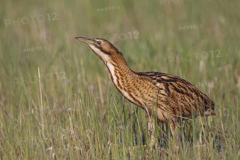 Eurasian Bittern (Botaurus stellaris) foraging, Austria