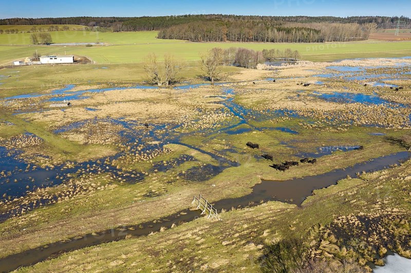 Bubalus Arnee, Frießnitzer See-Struth, Germany, Greiz, Natura 2000, cloven-hoofed, Thuringia, water buffalo, water buffalo, aerial view, grazing, domesticated animals, extensive grazing, pet, landscape, aerial view, mammals, nature reserve, mammals, nature reserve, mammals