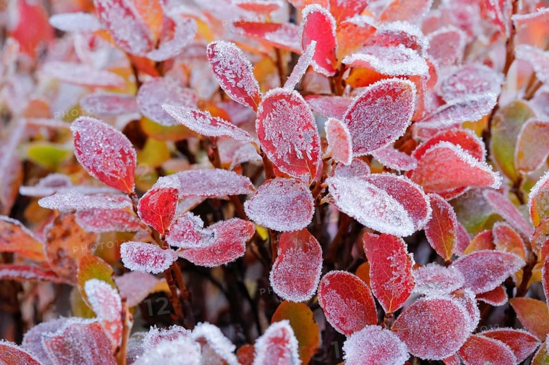 Autumn-coloured blueberry bushes covered with hoarfrost, autumn in the Swiss Alps