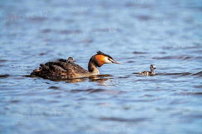 Great Crested Grebe (Podiceps scalloped ribbonfish), with chicks on its back, Vulkaneifel, Rhineland-Palatinate, Germany