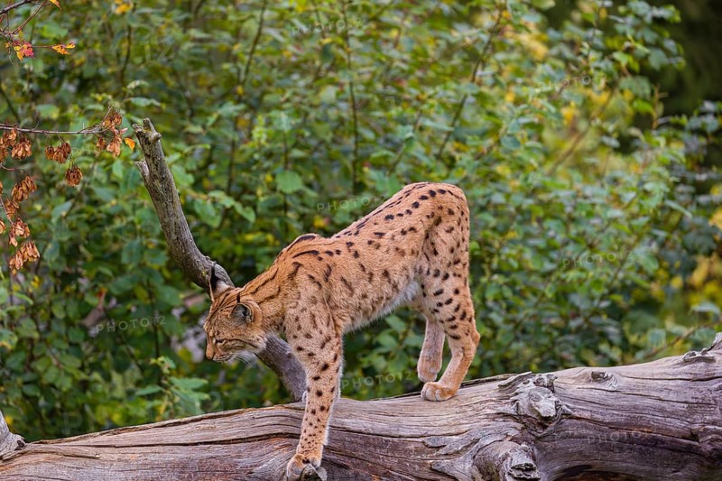 A Eurasian lynx (Lynx lynx) runs down a dead tree lying at an angle