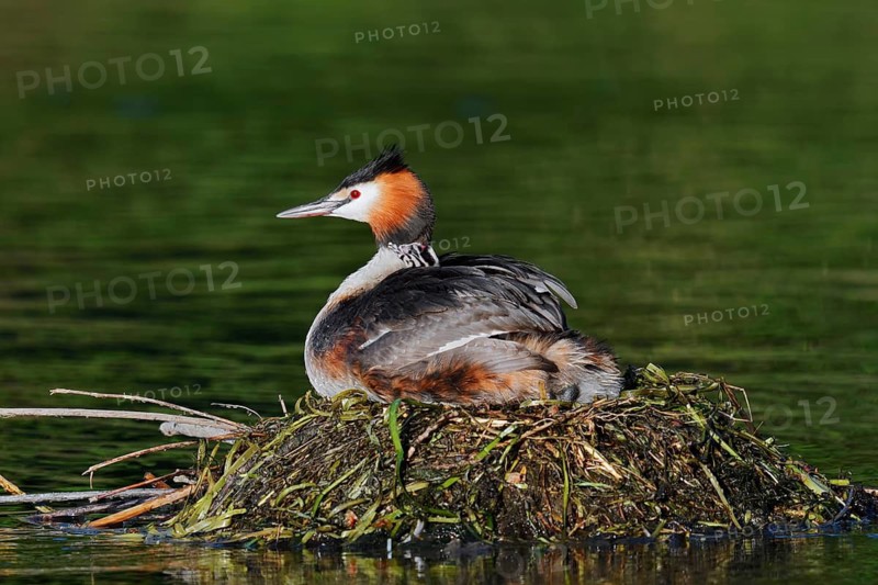 Great Crested Grebe (Podiceps scalloped ribbonfish) with chicks on the nest, North Rhine-Westphalia, Germany