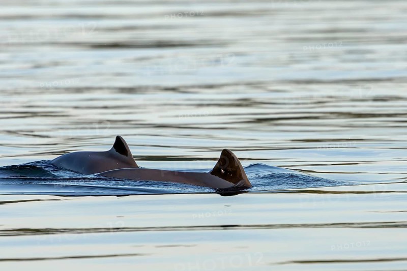 A harbour porpoise (Phocoena phocoena) with her calf in the Baltic Sea, baby animals, cute, baby whale, marine mammal, toothed whale, August, Funen, Denmark