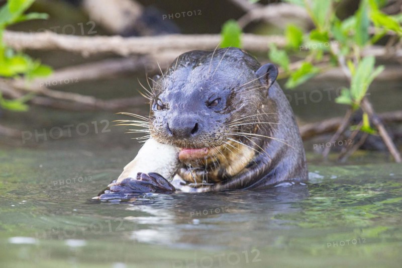 Giant otter (Pteronura brasiliensis) Pantanal Brazil