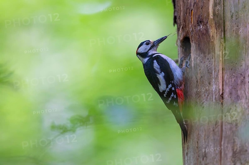 Pileated Woodpecker (Dendrocopos major) at the breeding cavity, Piciformes, Göggingen, Krauchenwies, Landkreis Sigmaringen, Baden-Württemberg, Baden-Württemberg, Germany