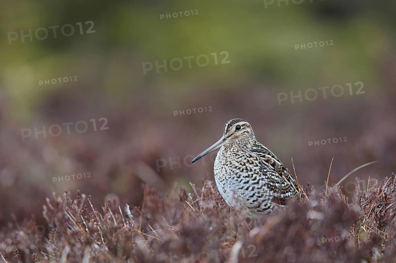 Great Snipe (Gallinago media), Buskerud, Norway