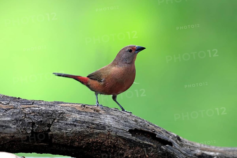 Dark Amaranth (Lagonosticta rubricata), African firefinch, Dark Red Astrid, adult, female, alert, on the lookout, Kruger National Park, South Africa