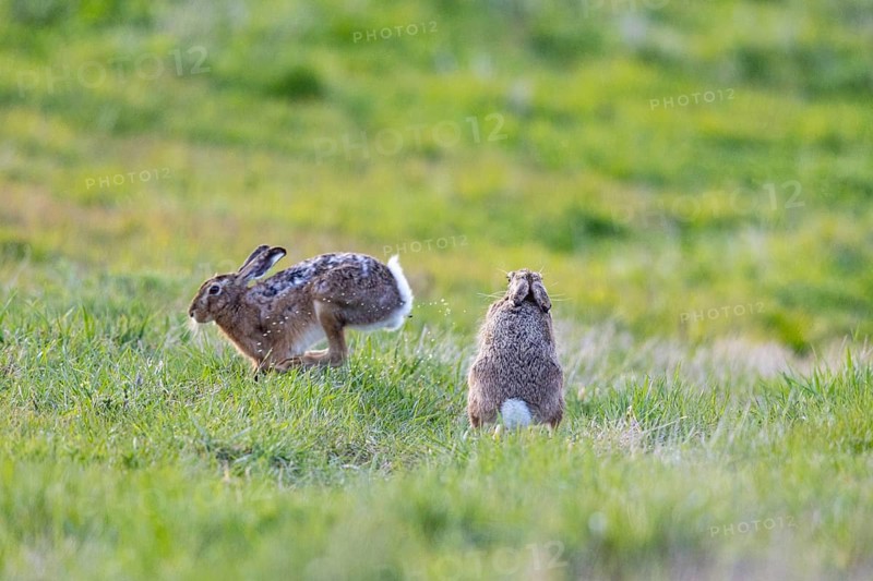 European hare (Lepus europaeus) Mating season Germany
