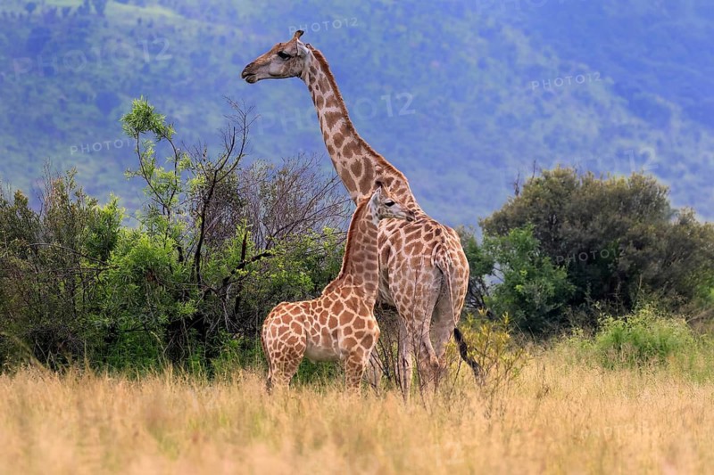 Cape giraffe (Giraffa camelopardalis giraffa), adult, female, mother, young, foraging, vigilant, social behaviour, Pilanesberg National Park, North West Province, South Africa