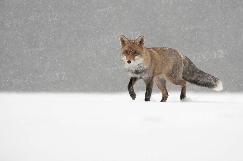 Red fox in the snow, Steinborn, Rhineland-Palatinate, Germany
