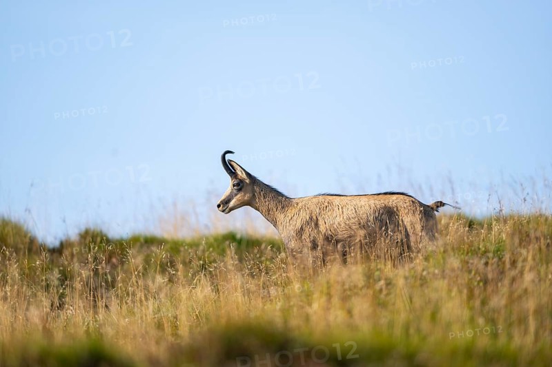 Chamois (Rupicapra rupicapra) on a meadow in the Vosges Mountains, wildlife, France