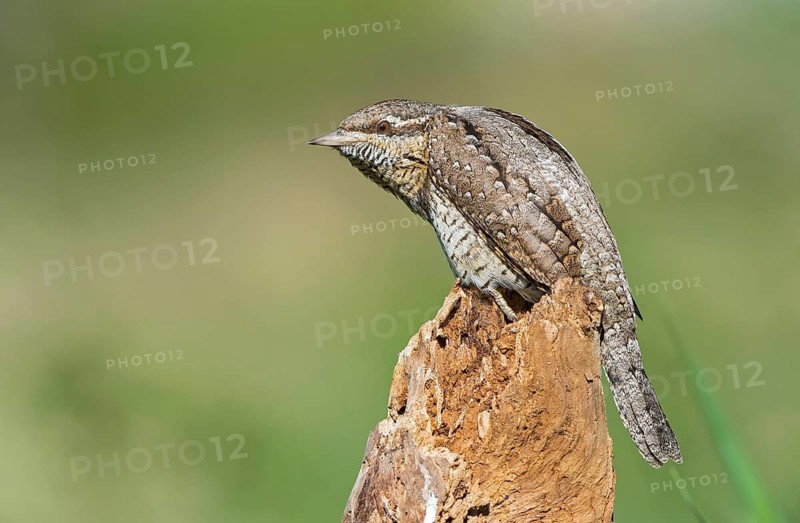 Eurasian Wryneck (Jynx torquilla) perched on tree trunk, Aosta Valley, Italy