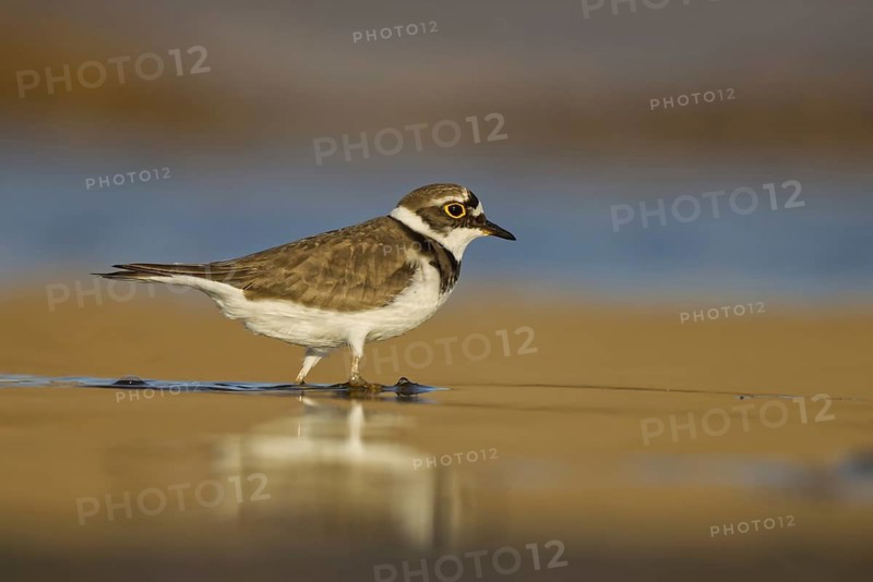 Little Ringed Plover (Charadrius dubius) female foraging, North Rhine-Westphalia, Germany