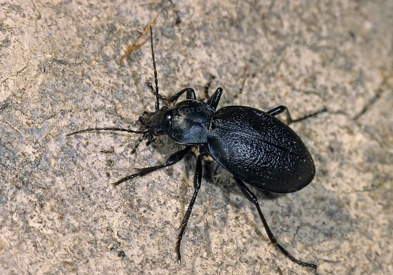 Carabus coriaceus, leather beetle, beetle, insects, beetles