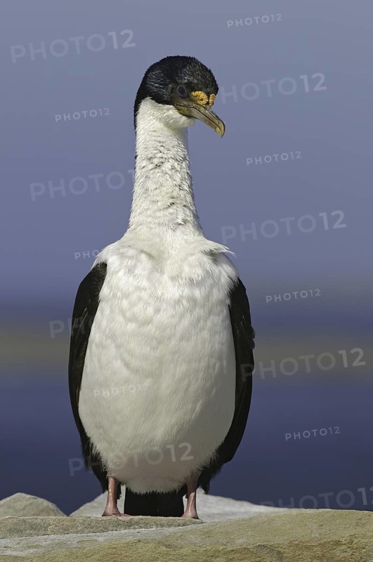 Imperial Shag (Leucocarbo atriceps), Falkland Islands