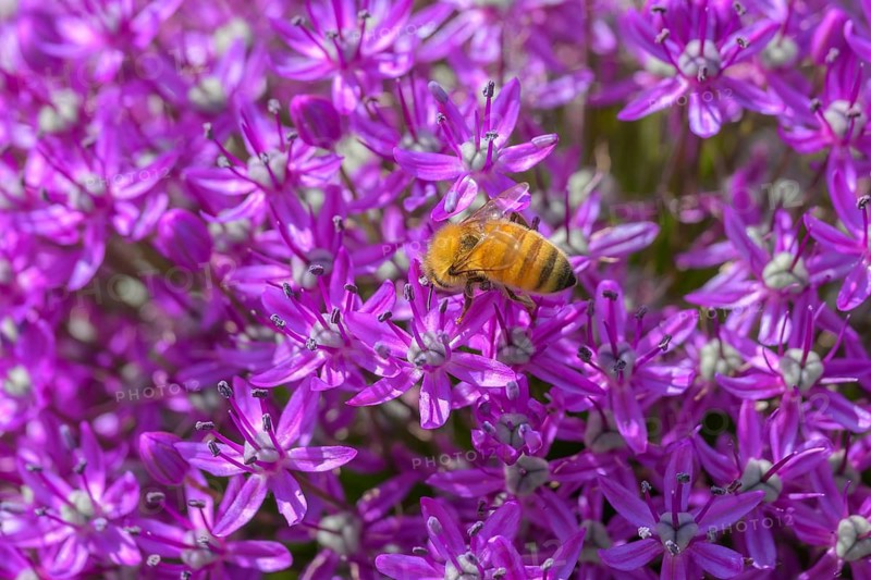 Giant Allium, (Allium Giganteum), closeup of flowerets, with Honey Bee, Apis mellifera, Vancouver, British Columbia, Canada