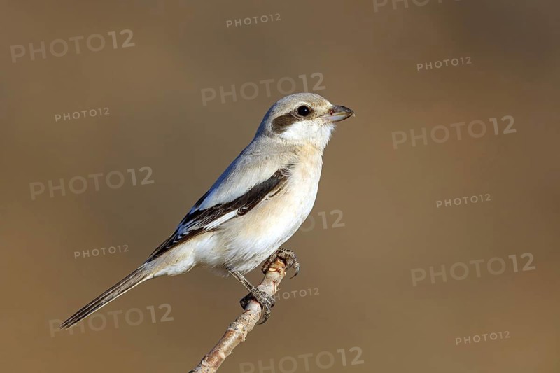 Animals, birds, shrike, great grey shrike, great grey shrike, (Lanius meridionalis), animals, birds, shrike family, perch, biotope, habitat, Middle East, Salalah, Dhofar, Oman