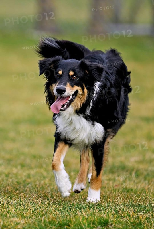 Mixed breed dog between Border Collie and Australian Shepherd jumps across meadow, Switzerland