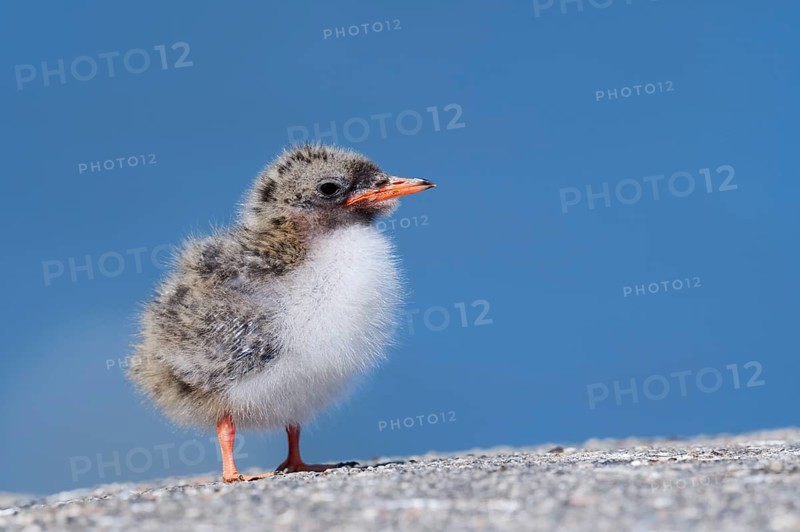 Arctic tern (Sterna paradisaea), chick, Schleswig-Holstein, Germany