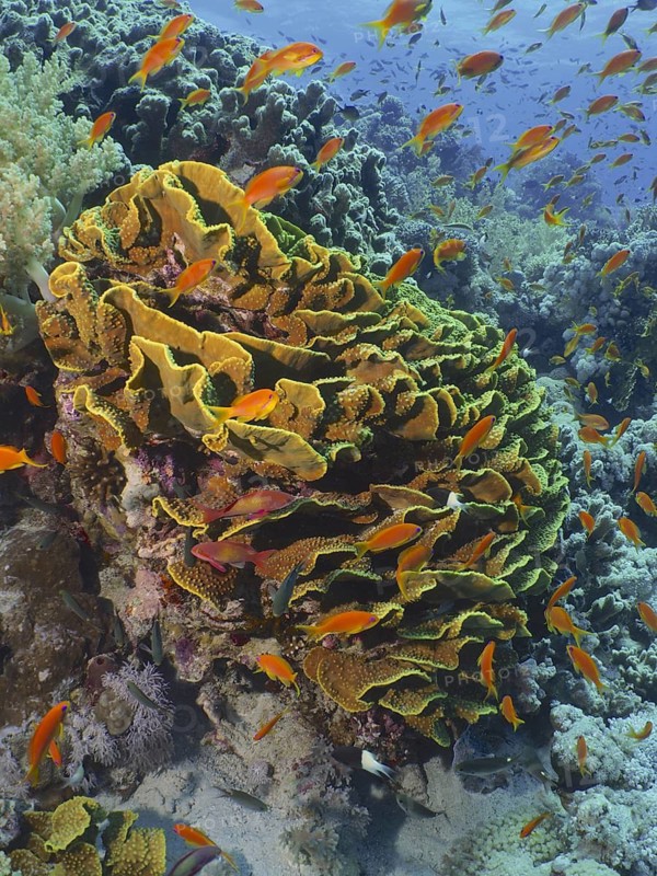 Yellow lettuce coral (Turbinaria reniformis)