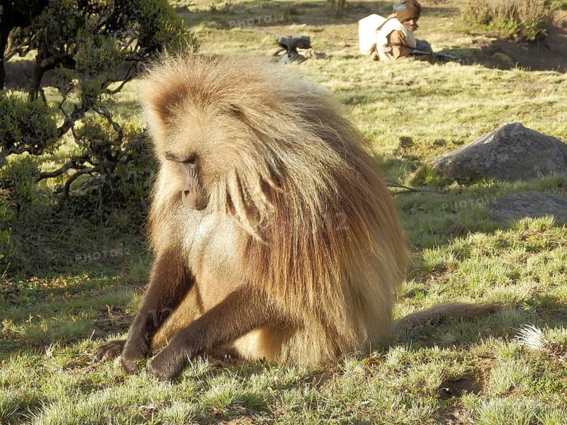 A dwarf baboon (Theropithecus gelada) sits in a meadow and picks grass, a man with a rifle lies in the background, Simien National Park, Ethiopia