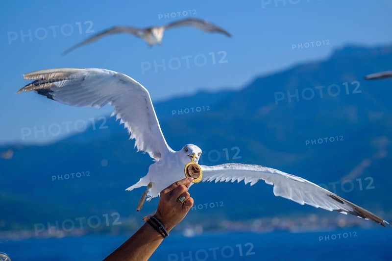 Limenas, Thassos, Greece - Seagulls accompany the Thassos Sea Lines ferry to Limenas and are fed by tourists. The capital of the island of Thassos is a popular excursion destination for holidaymakers. Thassos belongs to Eastern Macedonia and Thrace, also East Macedonia and Thrace