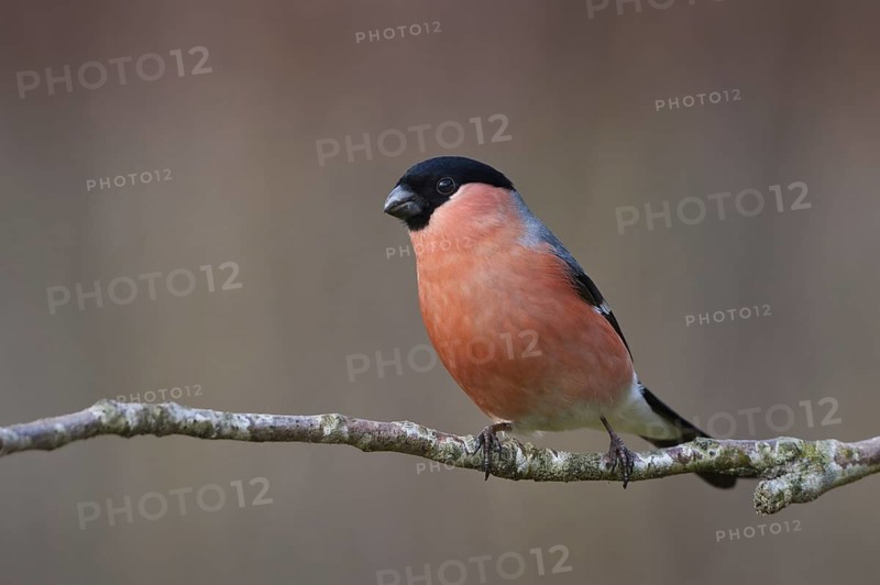 Eurasian Bullfinch (Pyrrhula pyrrhula) male, Schleswig-Holstein, Germany