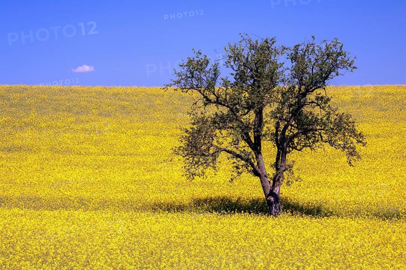 Tree in a yellow flowering rapeseed (Brassica napus) field, rapeseed, blue sky, Germany