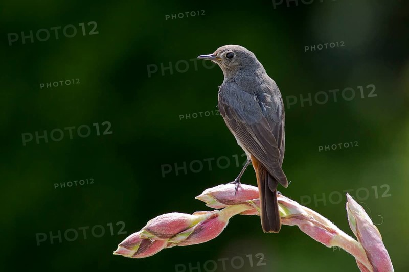Black Redstart (Phoenicurus ochruros) female, Hungary