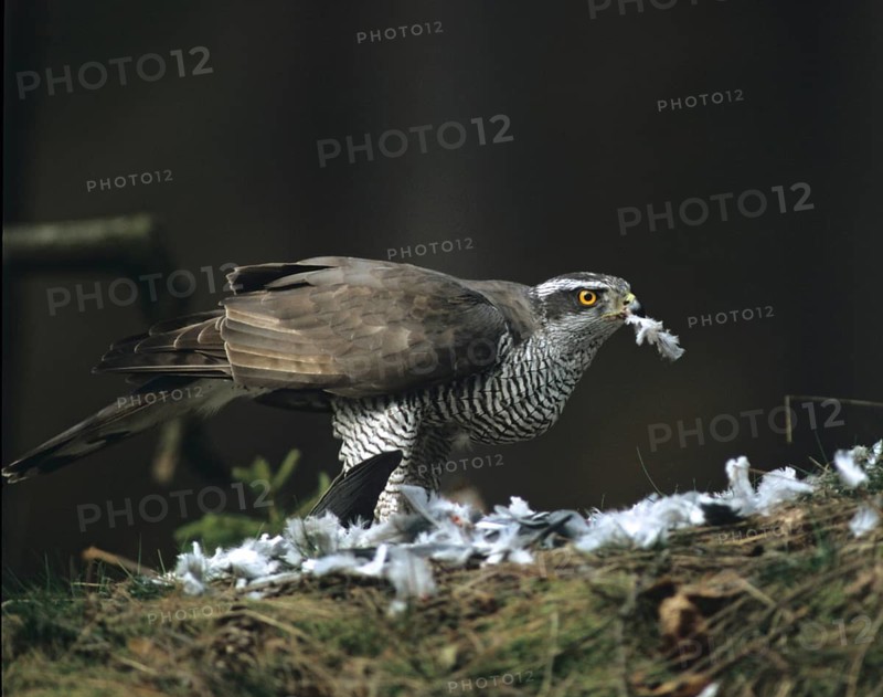 Accipiter gentilis, Accipitriformes, Goshawk, Hawk, Prey, Birds, Capture, Birds of Prey, Leo, Male, Raptor, Raptors, Birds