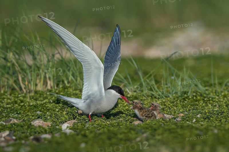 Arctic Tern (Sterna paradisaea) feeds chick, Schleswig-Holstein, Germany