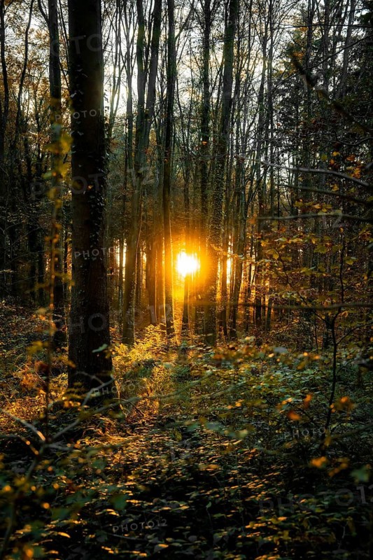 Sunlight breaks through the autumn forest, creates a luminous atmosphere, Gechingen, Black Forest, Germany