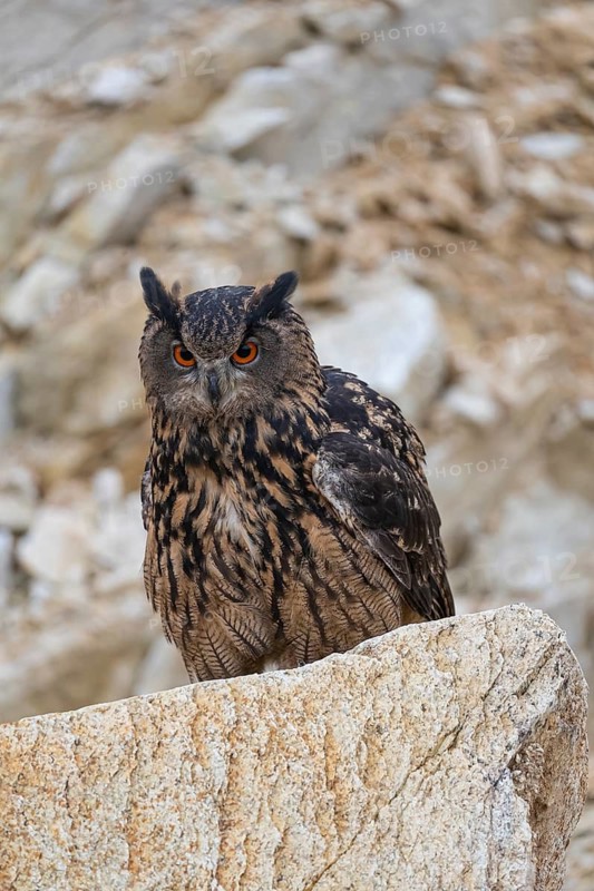 One Eurasian Eagle Owl, Bubo bubo, sitting on a grey rock in a stone quarry
