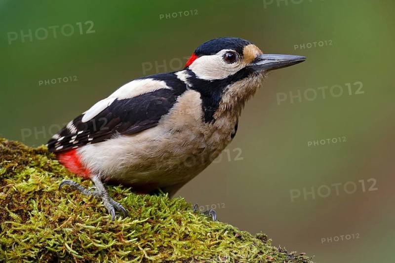 Great Spotted Woodpecker (Dendrocopos major) male, Asturias, Spain