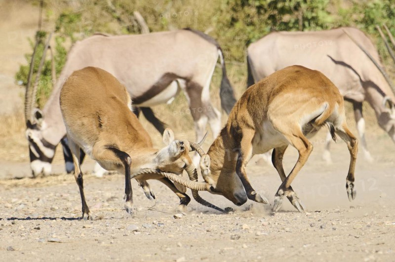 Southern lechwe (Kobus leche) arguing with each other walking in the dessert, captive, distribution Africa